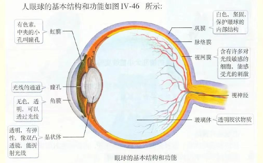 眼部的解剖及超声检查方法